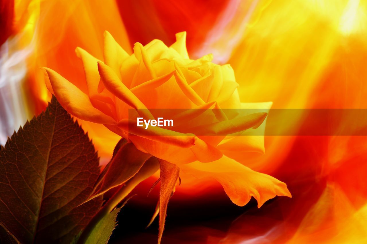 CLOSE-UP OF ORANGE ROSE IN BLOOM