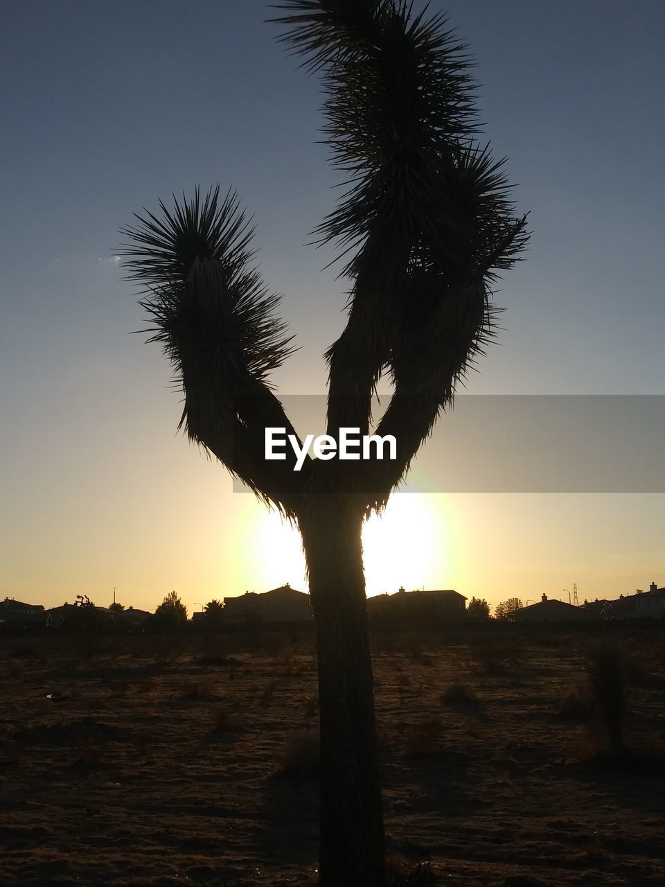 SILHOUETTE TREES ON FIELD AGAINST SKY AT SUNSET