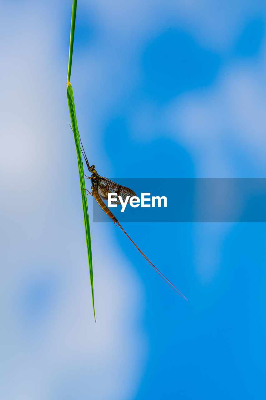 CLOSE-UP OF INSECT ON A PLANT