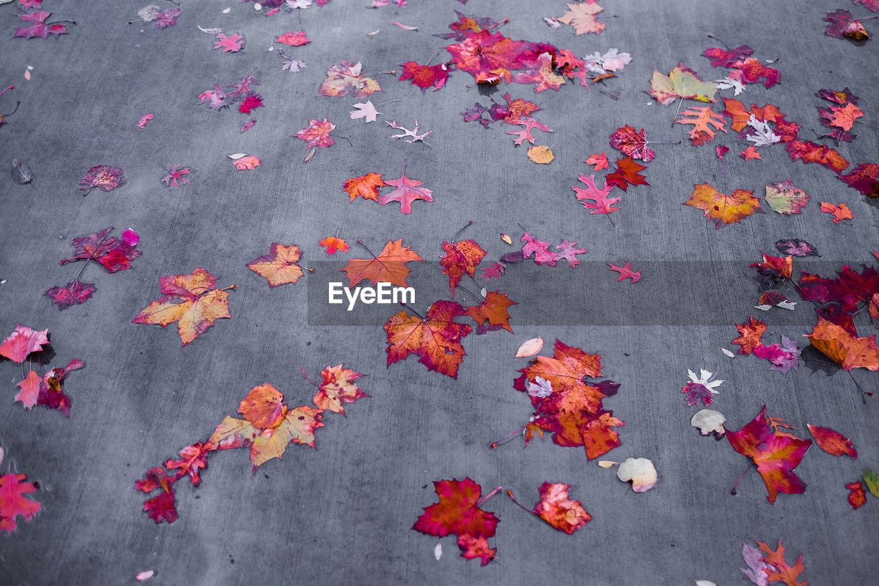 High angle view of autumn leaves on street