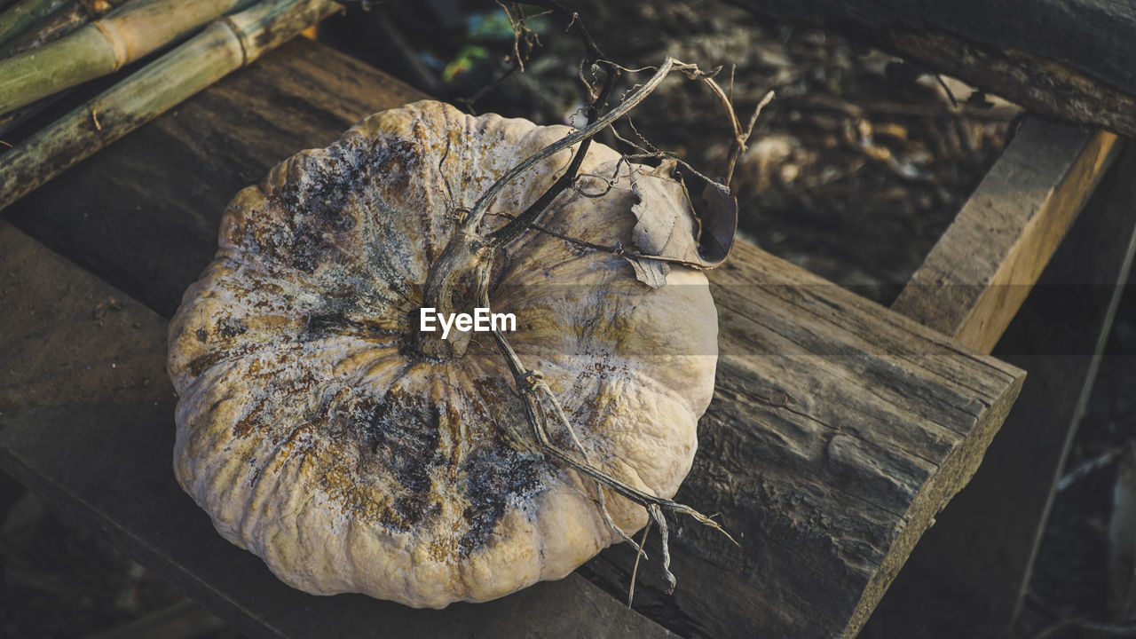 High angle view of rotten pumpkin on wood