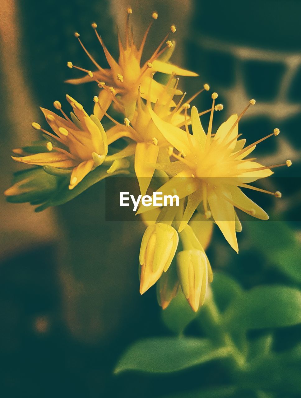 CLOSE-UP OF YELLOW FLOWERS BLOOMING