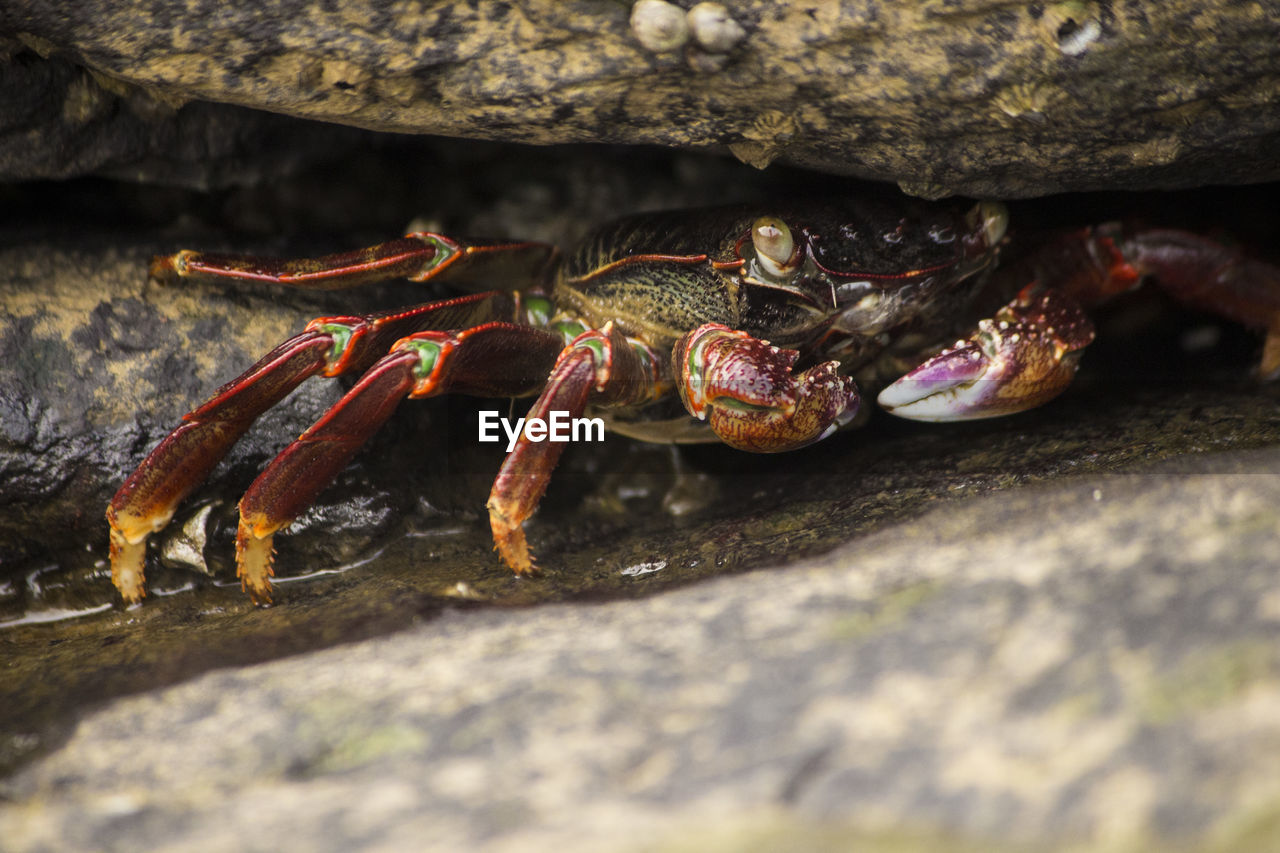 CLOSE-UP OF SNAKE ON ROCK