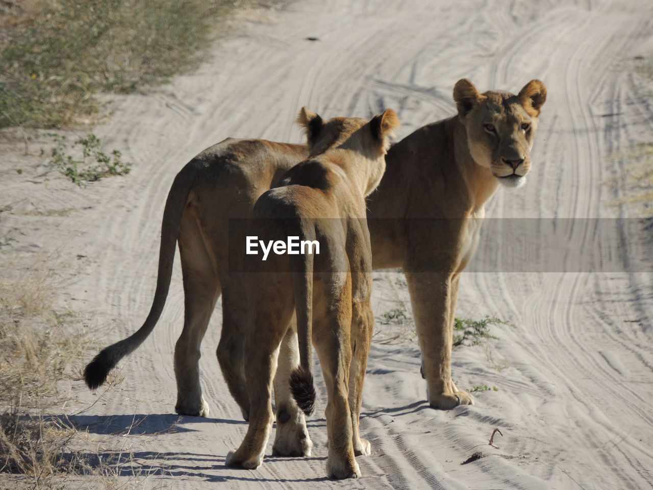 View of two lionesses, one looking back