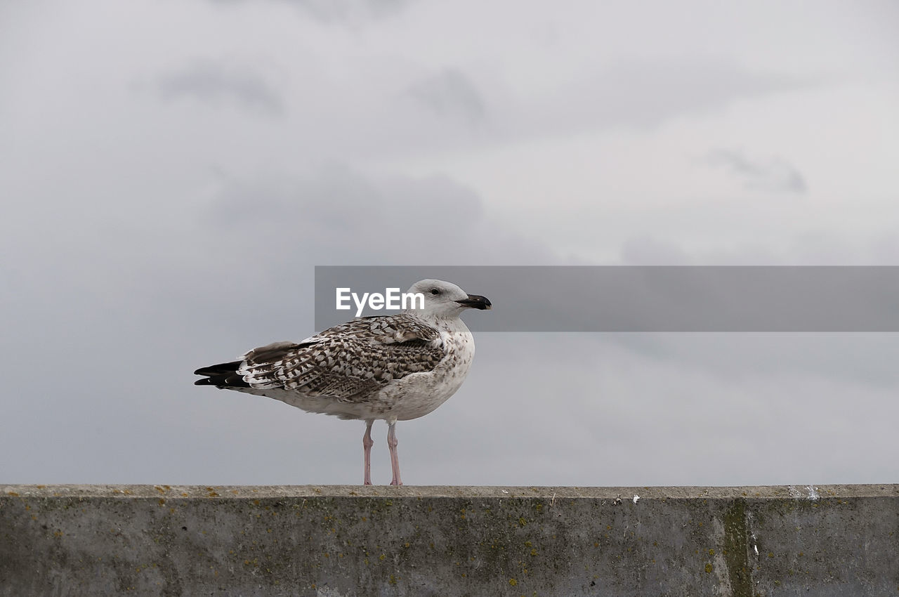 SEAGULLS PERCHING ON WALL