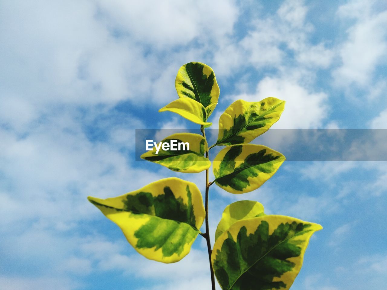 Low angle view of yellow plant against sky