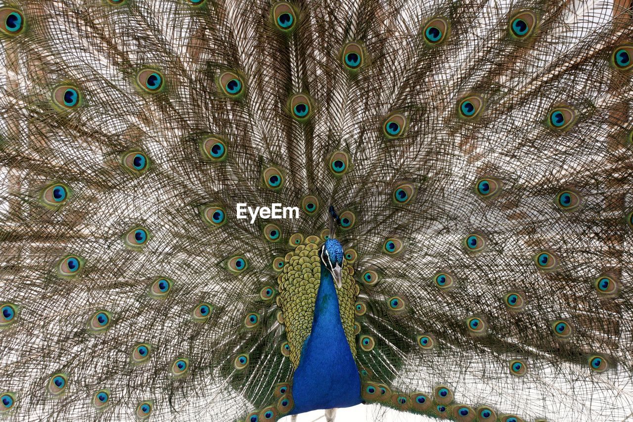 CLOSE-UP OF PEACOCK FEATHERS