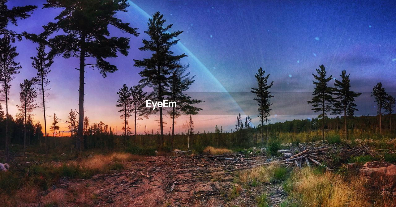 Panoramic view of trees in forest against sky at night