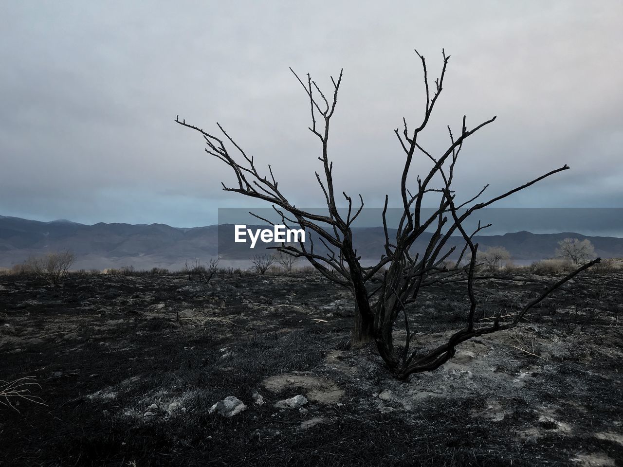 BARE TREE AGAINST MOUNTAIN