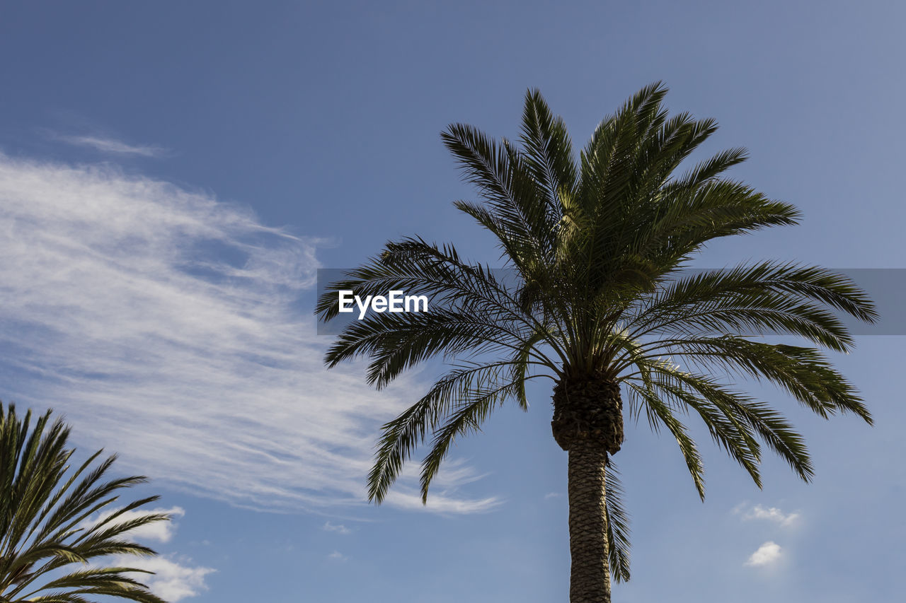 Low angle view of palm tree against sky