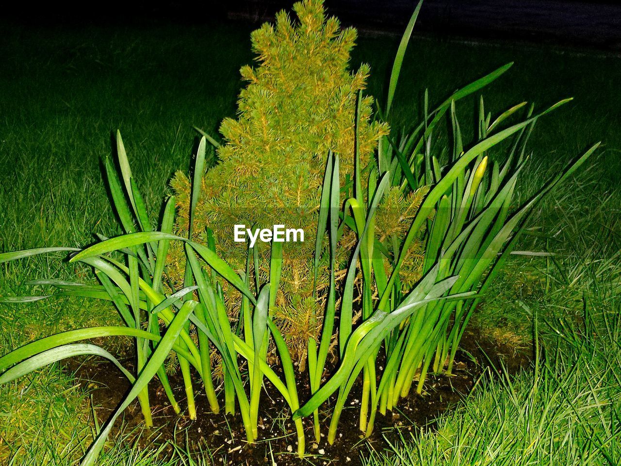 Plants growing on grassy field