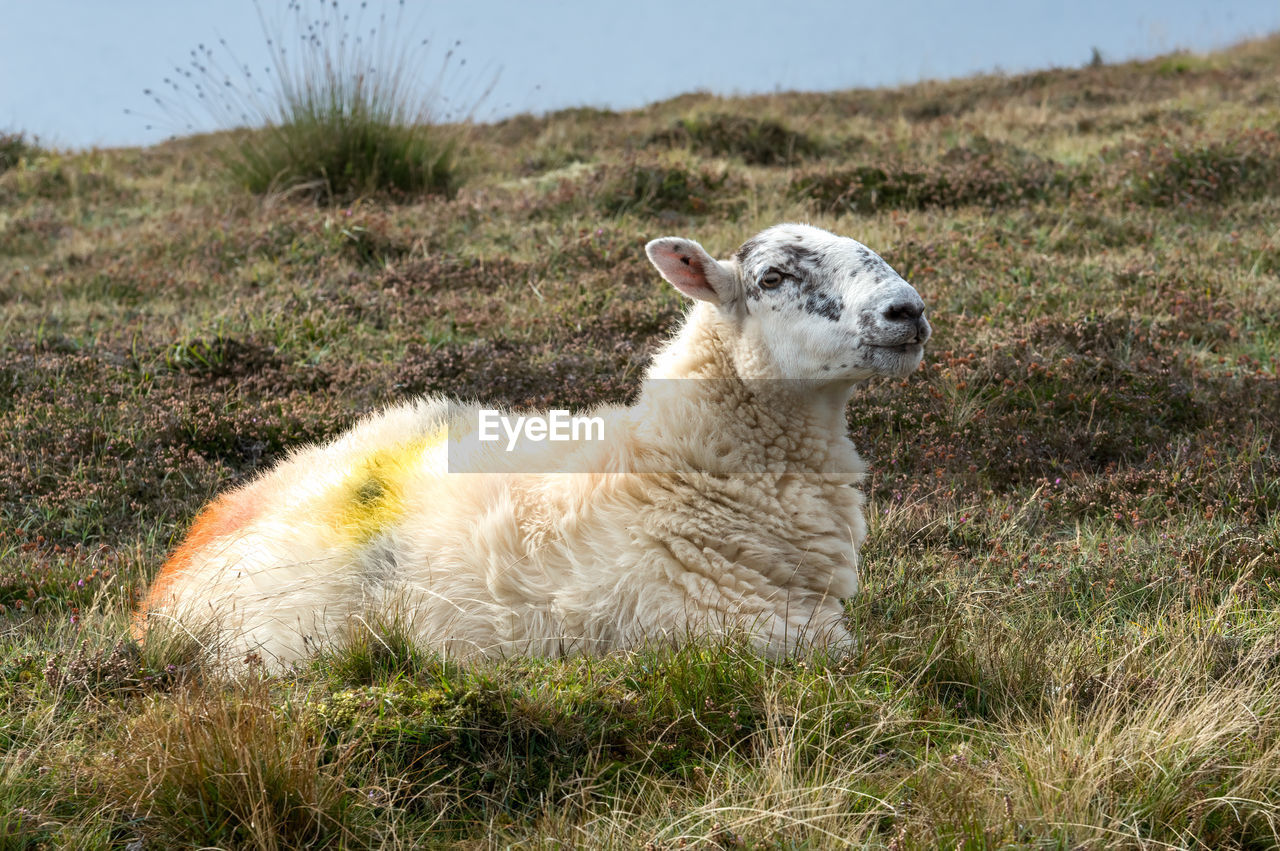 SIDE VIEW OF A SHEEP ON FIELD