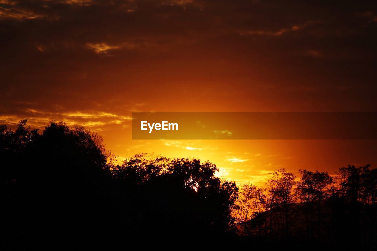 SILHOUETTE OF TREES AT SUNSET