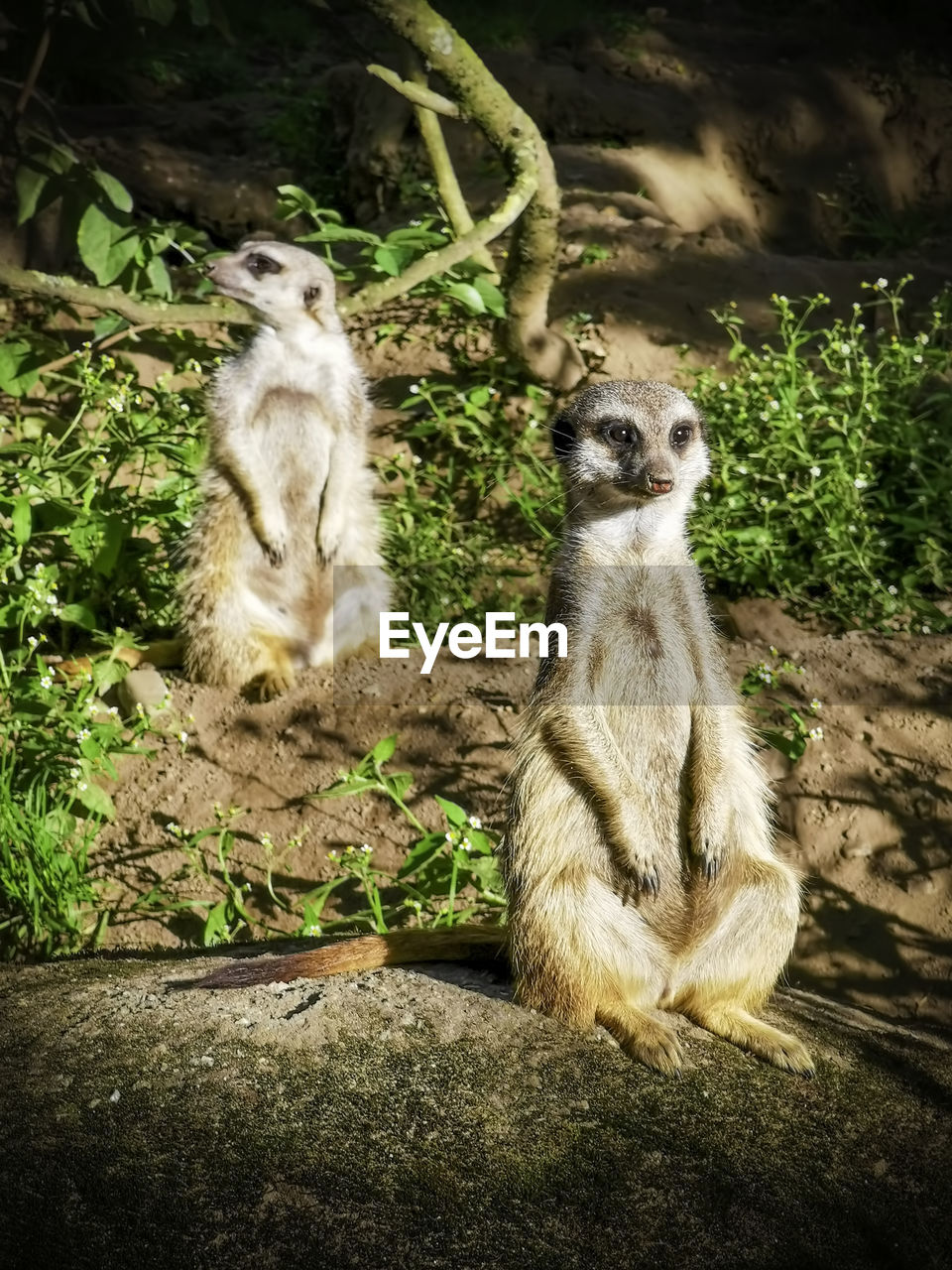Wo meerkats looking for birds of prey