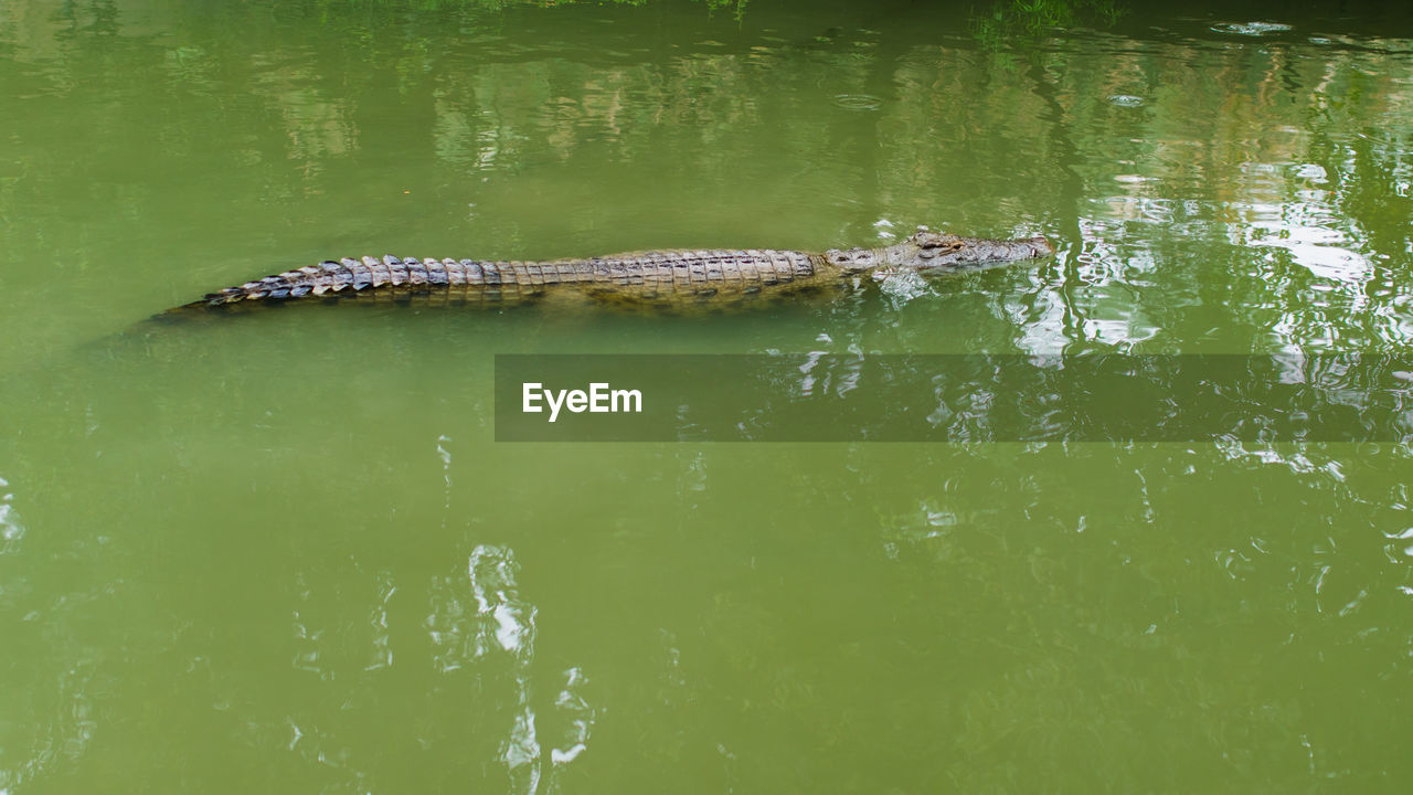 Crocodile swimming in green water