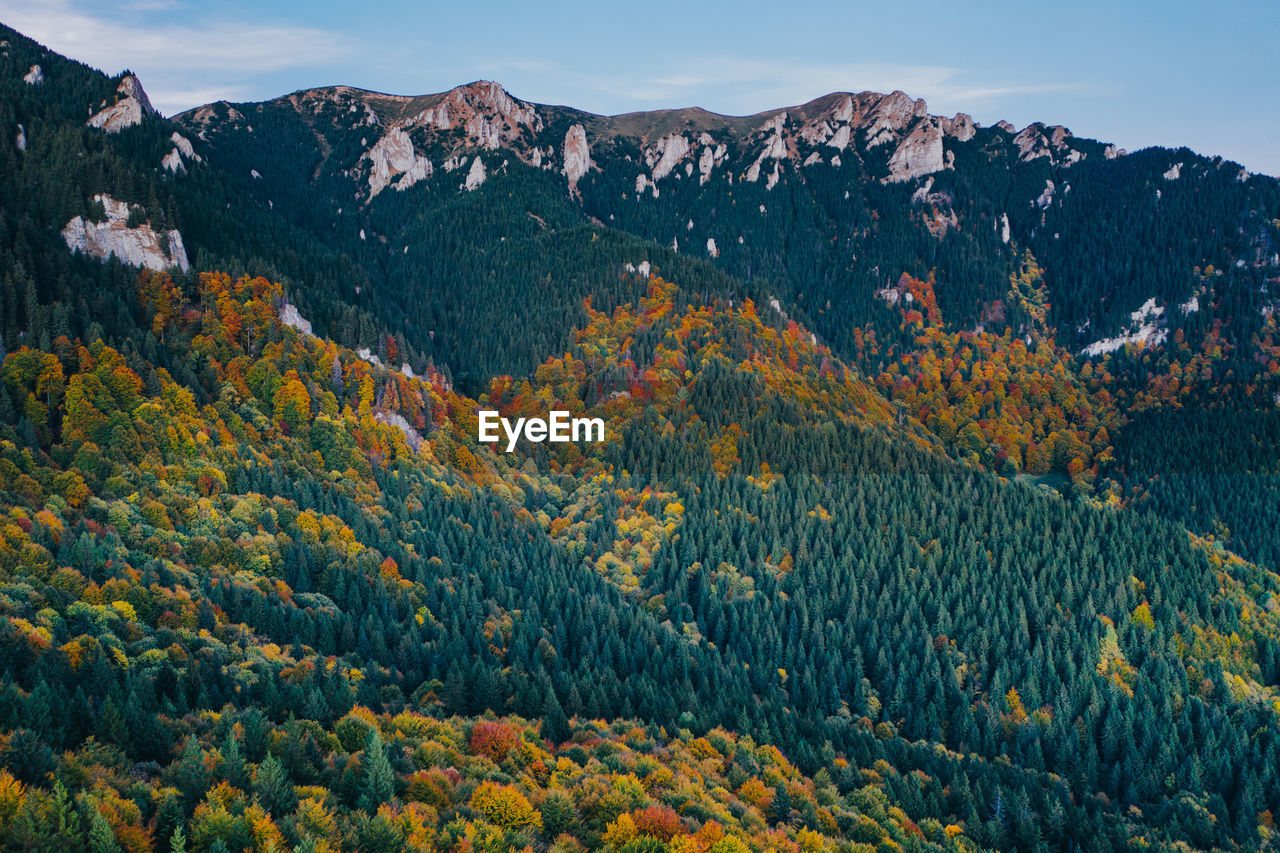 SCENIC VIEW OF PINE TREES ON MOUNTAIN