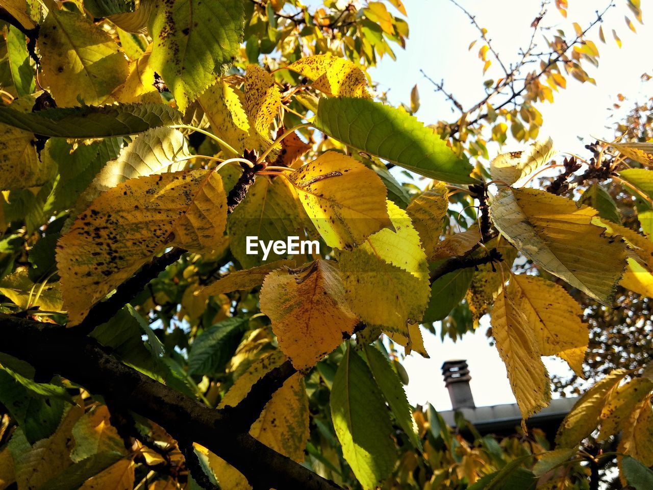 Low angle view of tree during autumn