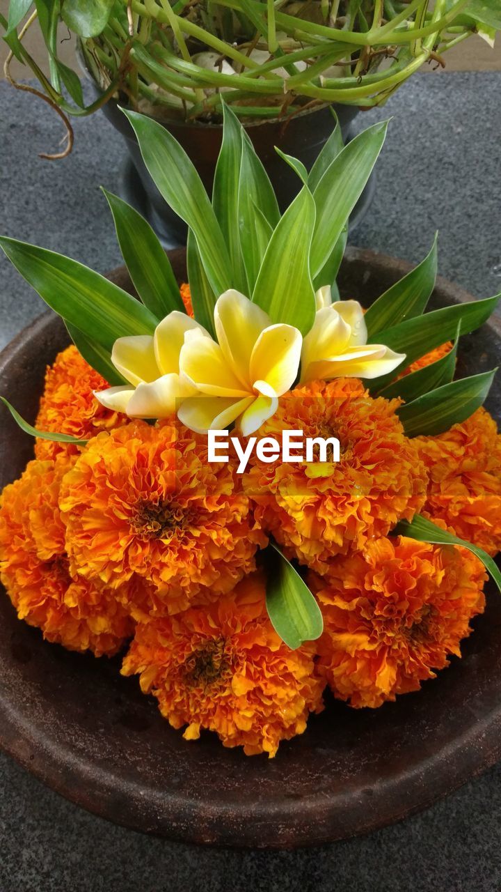 CLOSE-UP OF ORANGE FLOWERS AND LEAVES