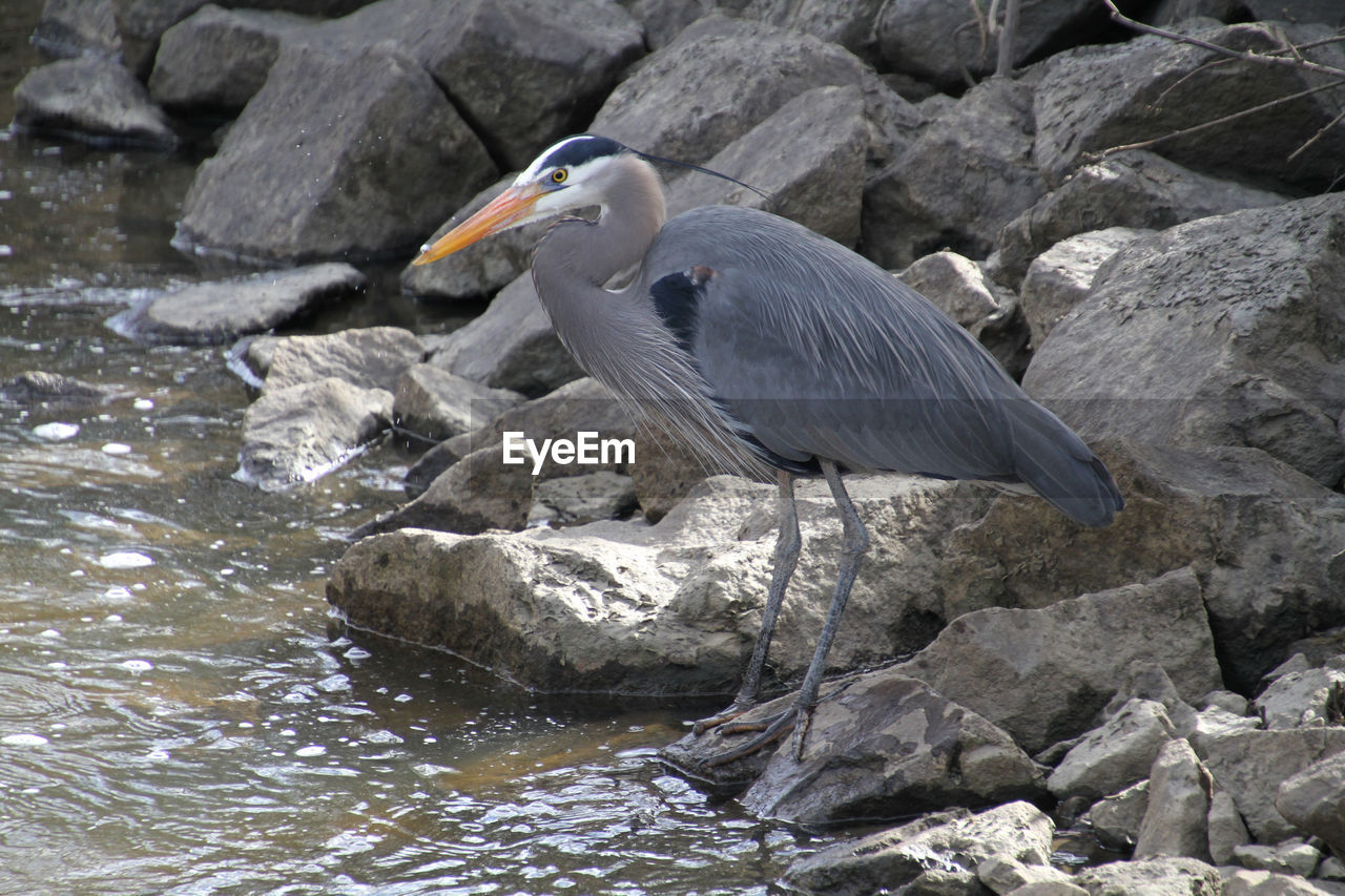 A great blue heron standing on a rocky shoreline next to a stream with a small fish in it's beak