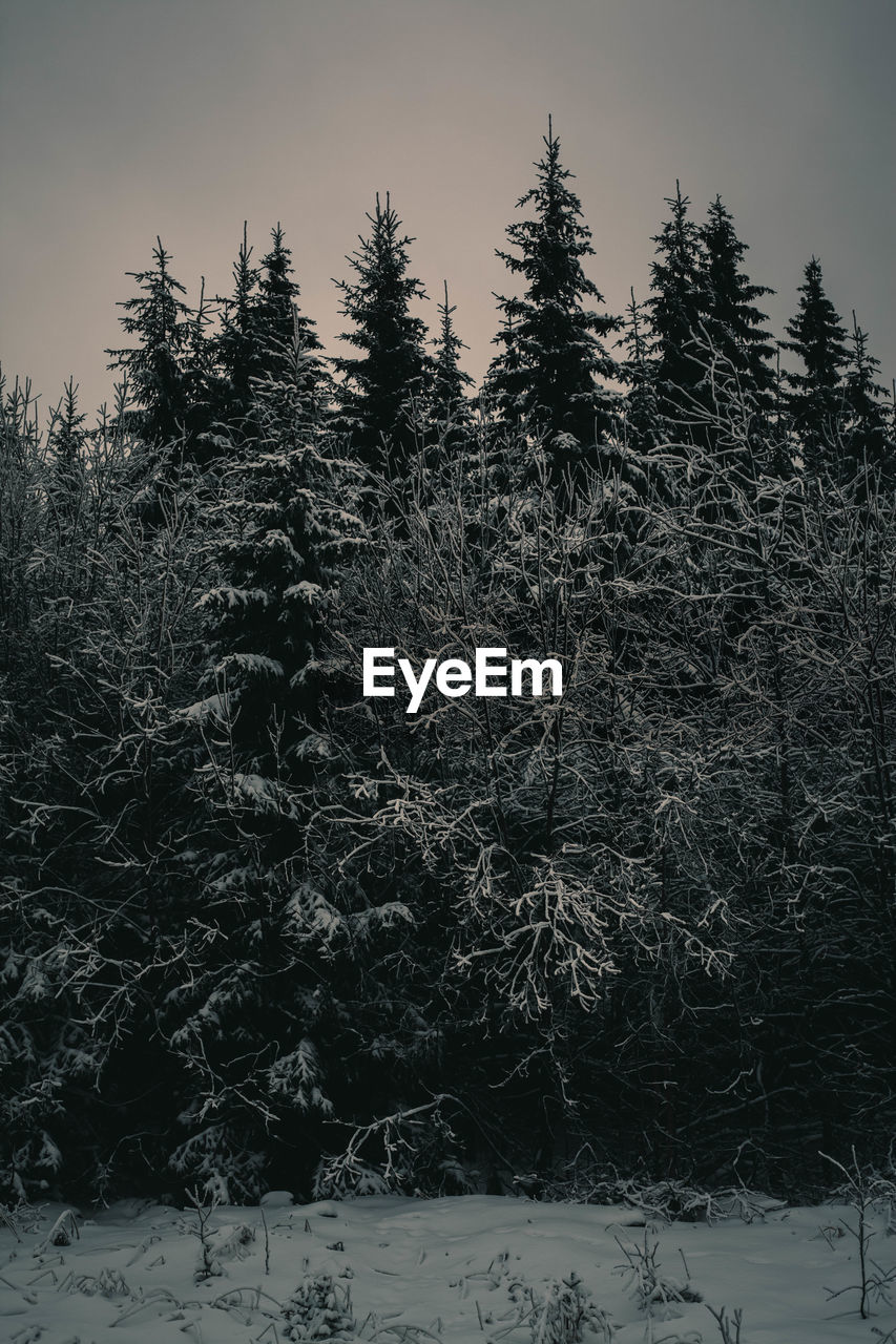 Pine trees on snow covered land against sky