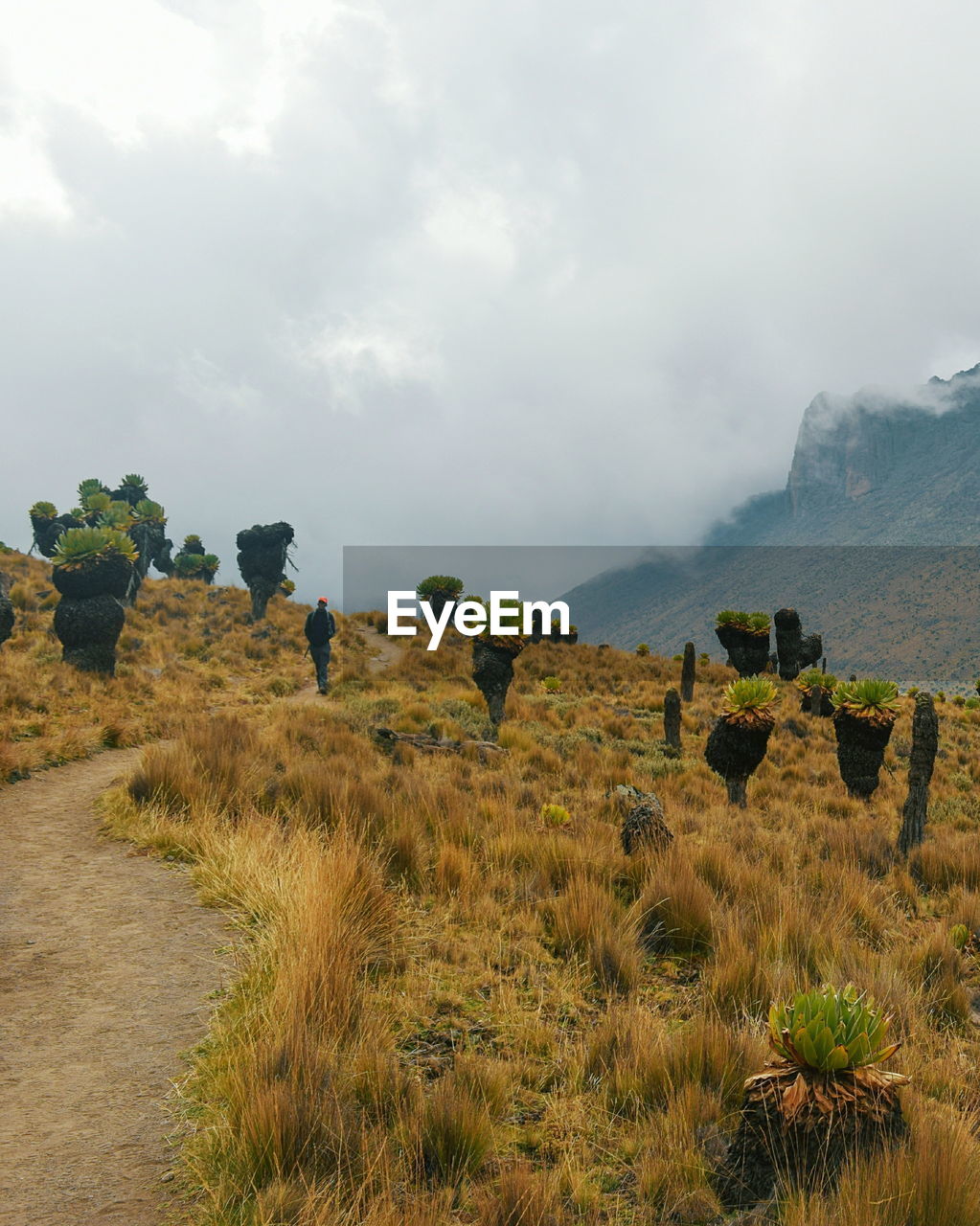The foggy landscapes of mount kenya, mount kenya national park,