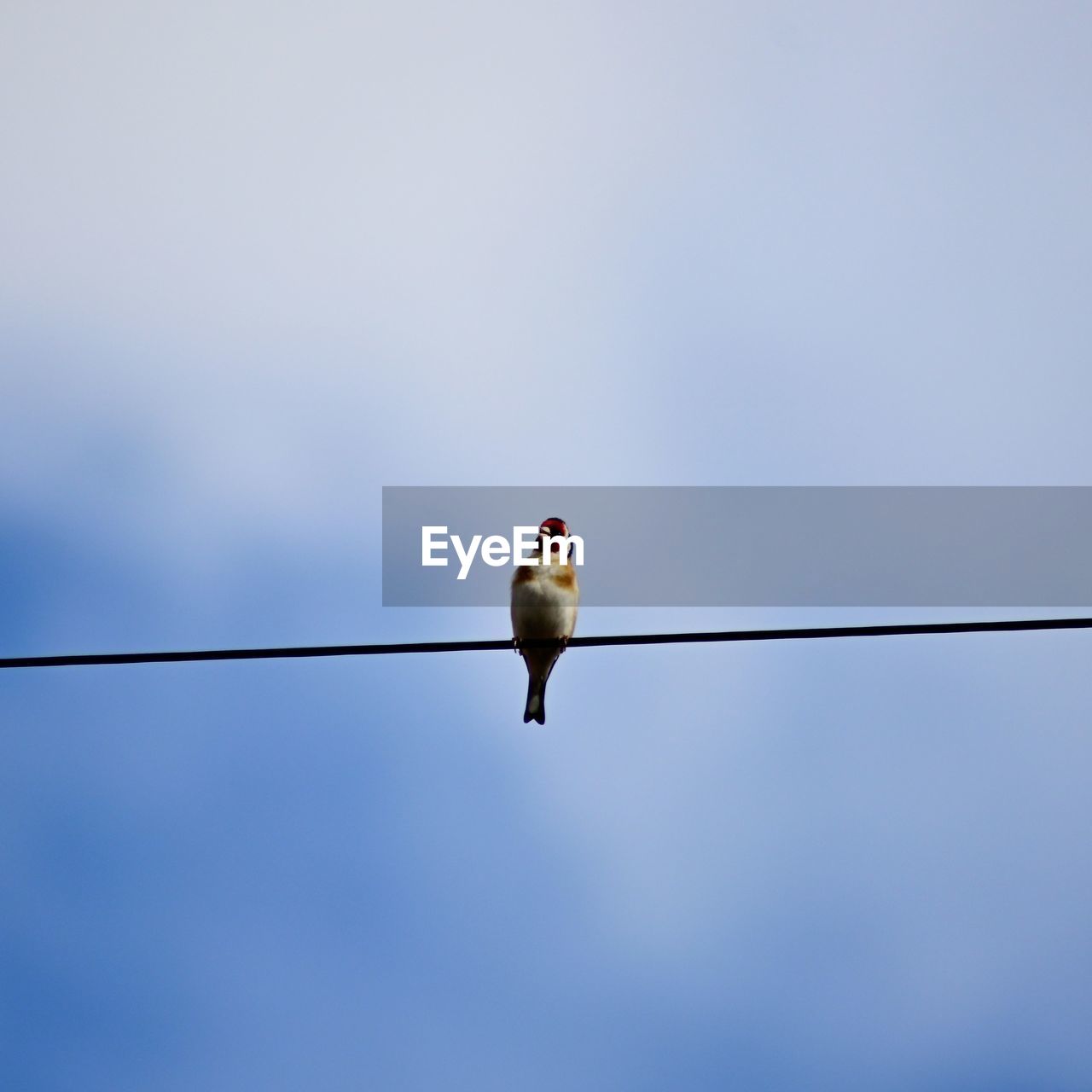 LOW ANGLE VIEW OF BIRD ON CABLE AGAINST CLEAR SKY