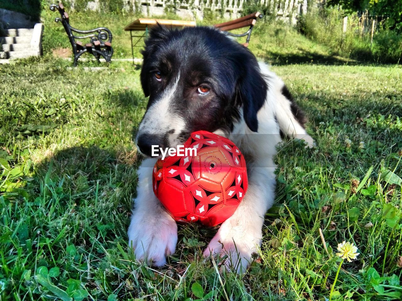 Close-up of dog playing with ball while sitting on grass