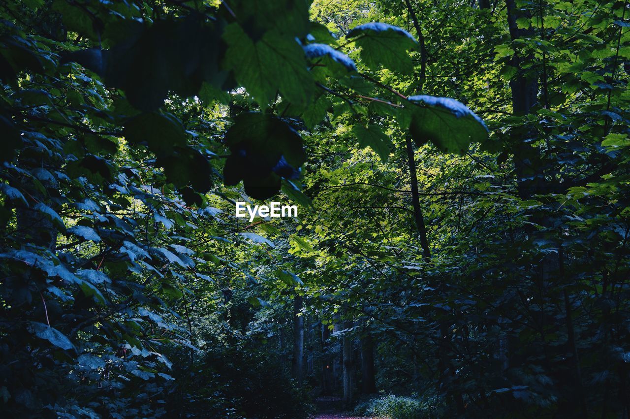 Trees growing in forest