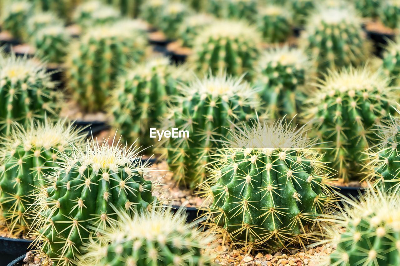 cactus, succulent plant, thorn, green, plant, growth, nature, spiked, no people, sharp, beauty in nature, flower, close-up, backgrounds, sign, full frame, outdoors, day, communication, land, barrel cactus, field, warning sign, scenics - nature, environment, focus on foreground, plant stem, climate, arid climate