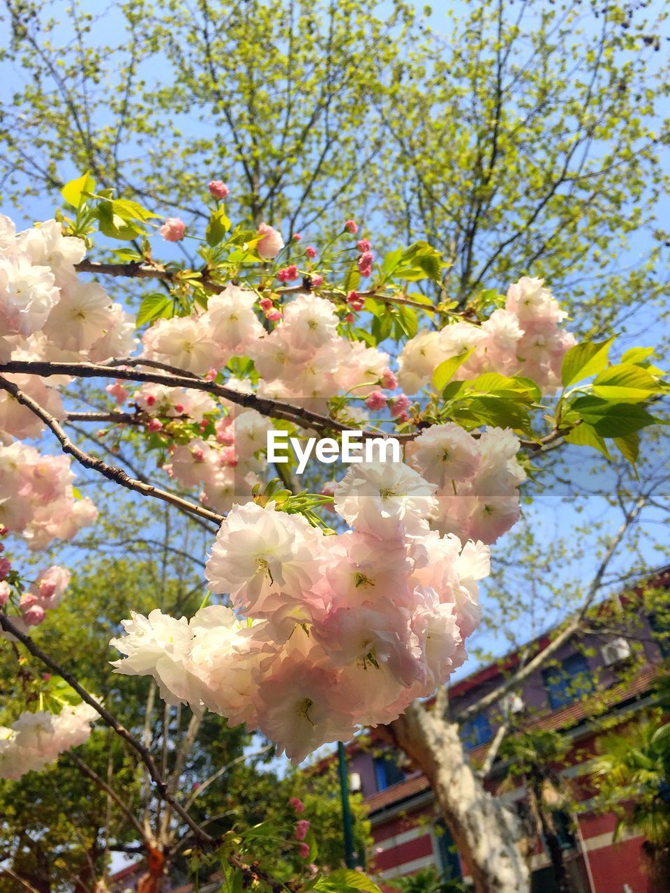 Flowers blooming in park