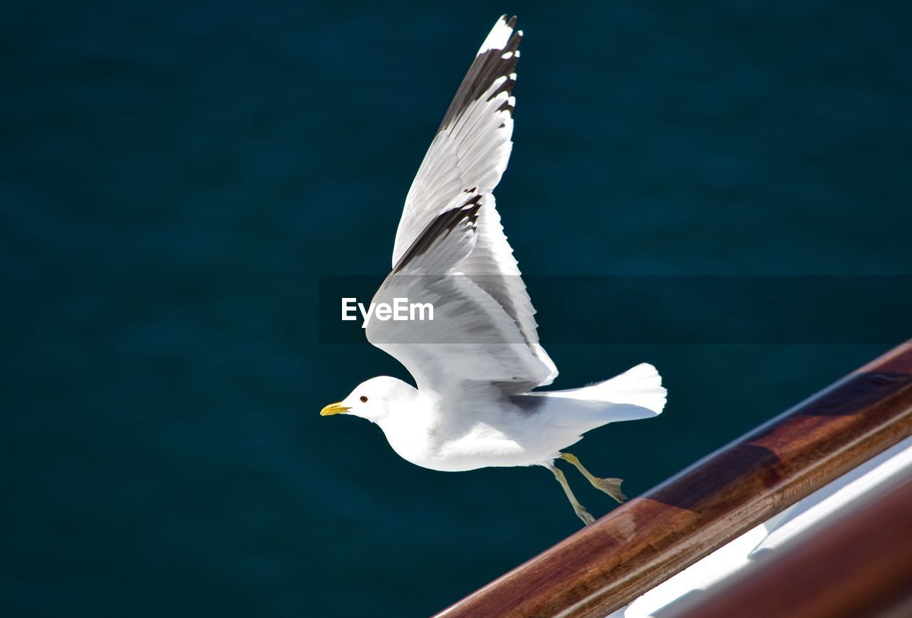 Low angle view of seagull flying