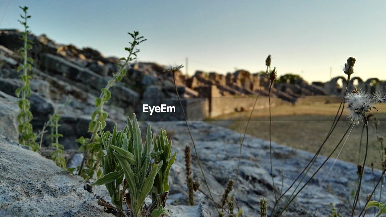 Close-up of plants growing at abandoned amphitheater