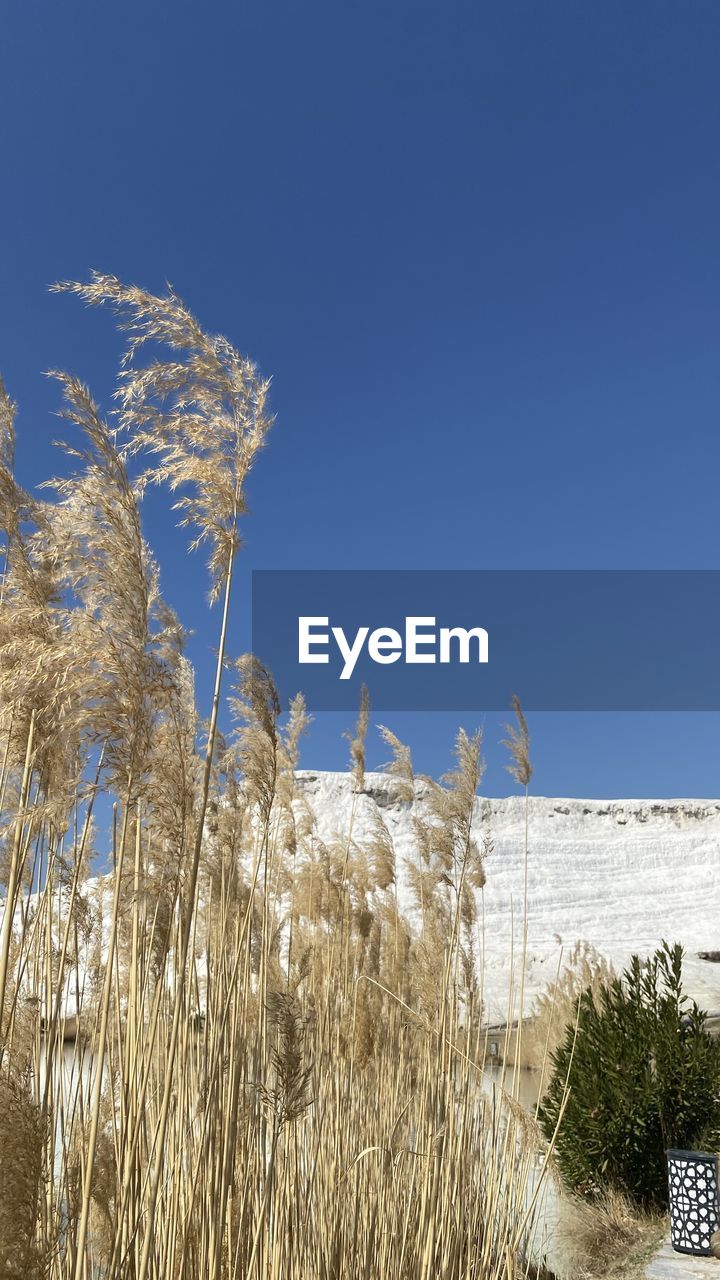 HIGH ANGLE VIEW OF STALKS AGAINST CLEAR SKY