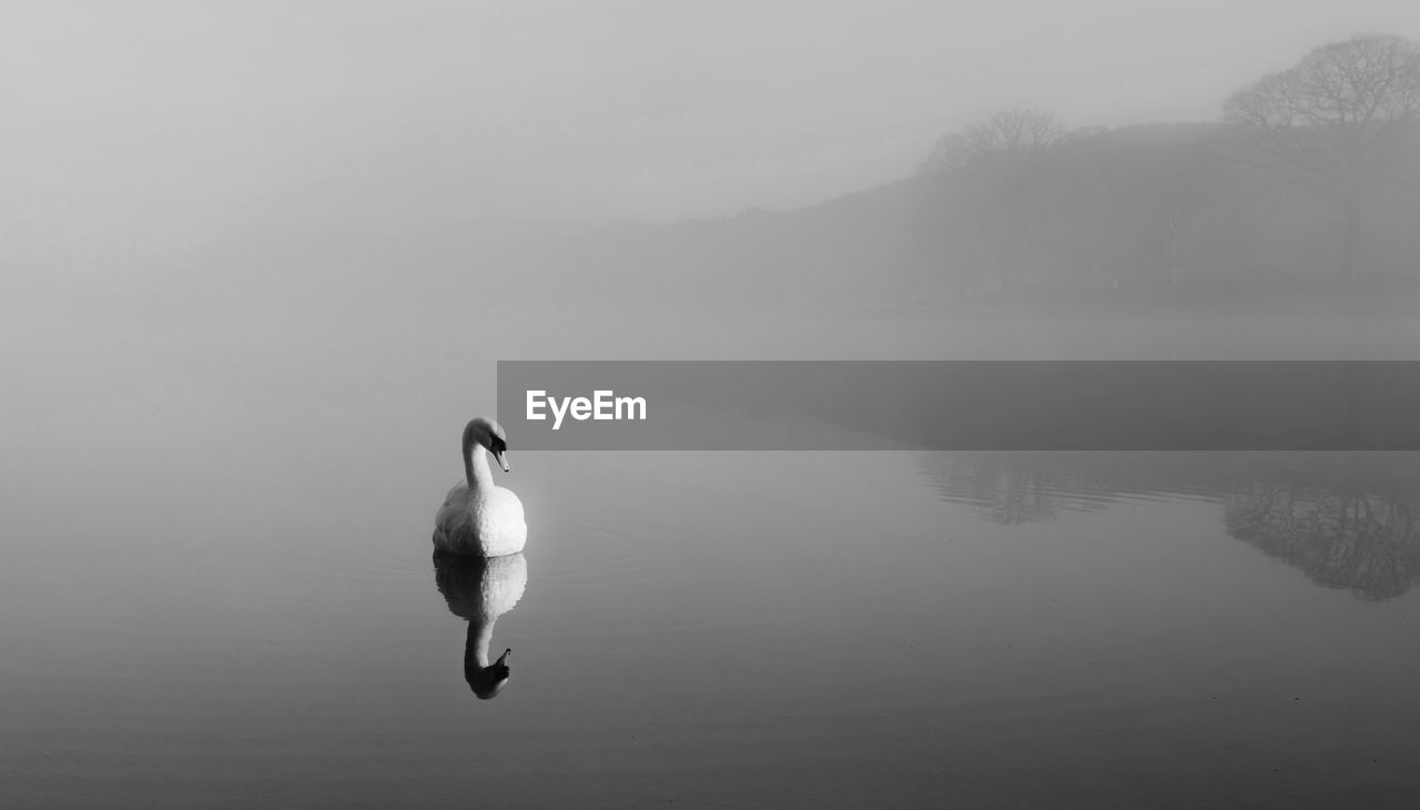 BIRD IN LAKE