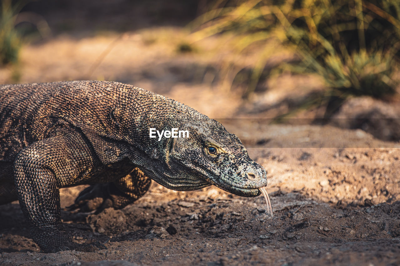 Close-up of komodo dragon on field