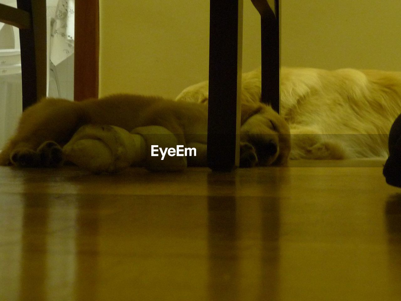 Close-up of dogs resting under table