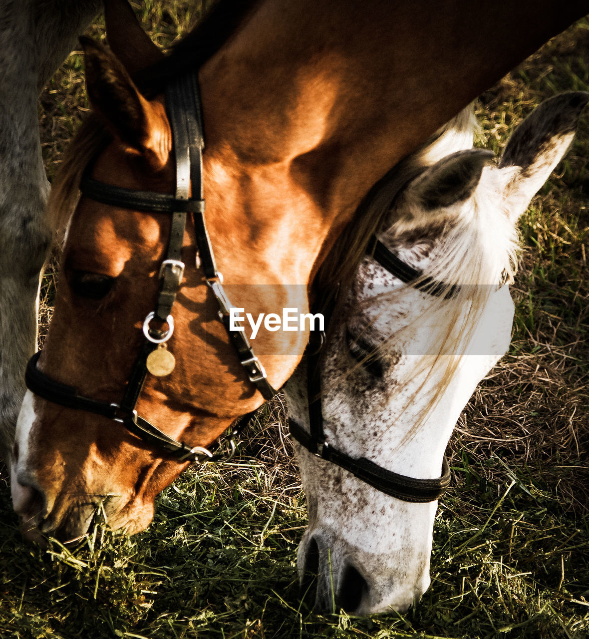 Close-up of horses grazing in grass field