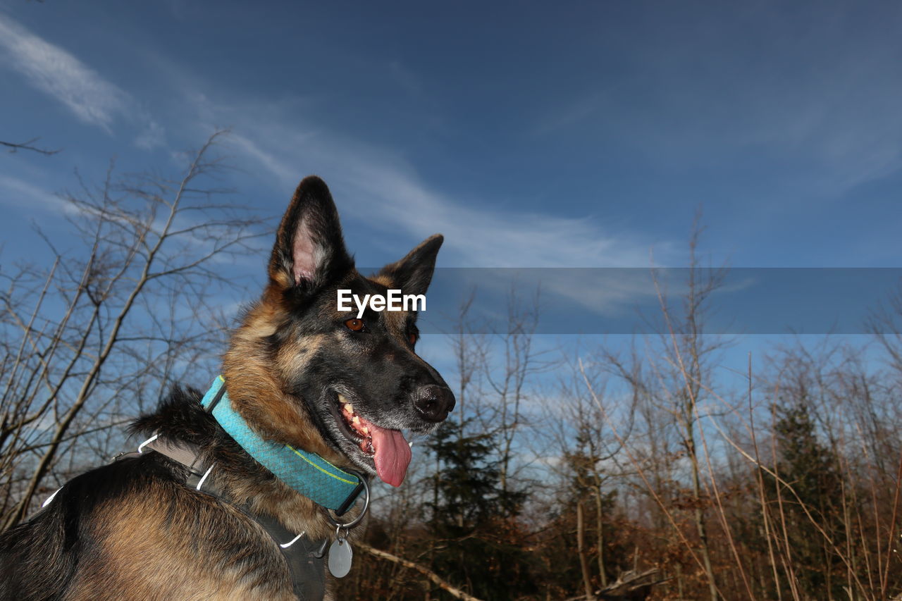 Close-up of dog in the wood against sky