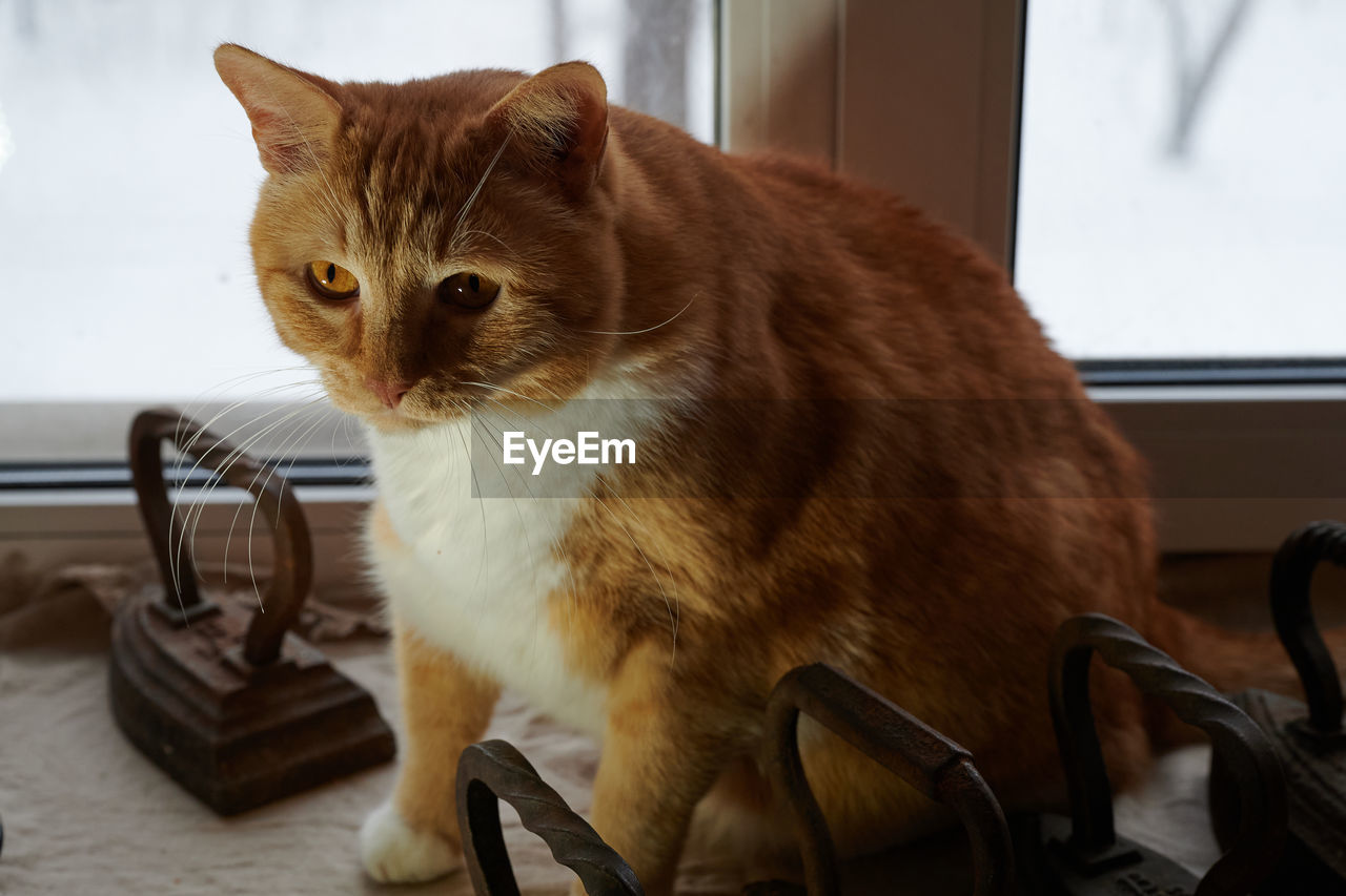 pet, mammal, animal themes, animal, cat, domestic animals, domestic cat, one animal, feline, whiskers, indoors, small to medium-sized cats, sitting, no people, window, felidae, looking, table, home interior, animal hair, carnivore, focus on foreground