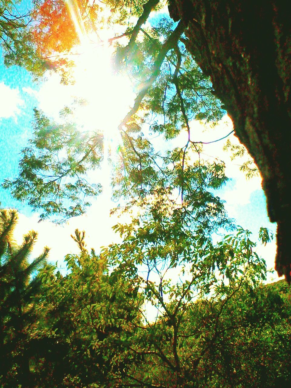 SUN SHINING THROUGH TREES