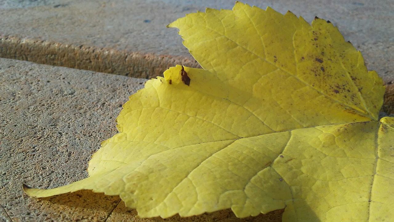 CLOSE-UP OF INSECT ON YELLOW LEAVES