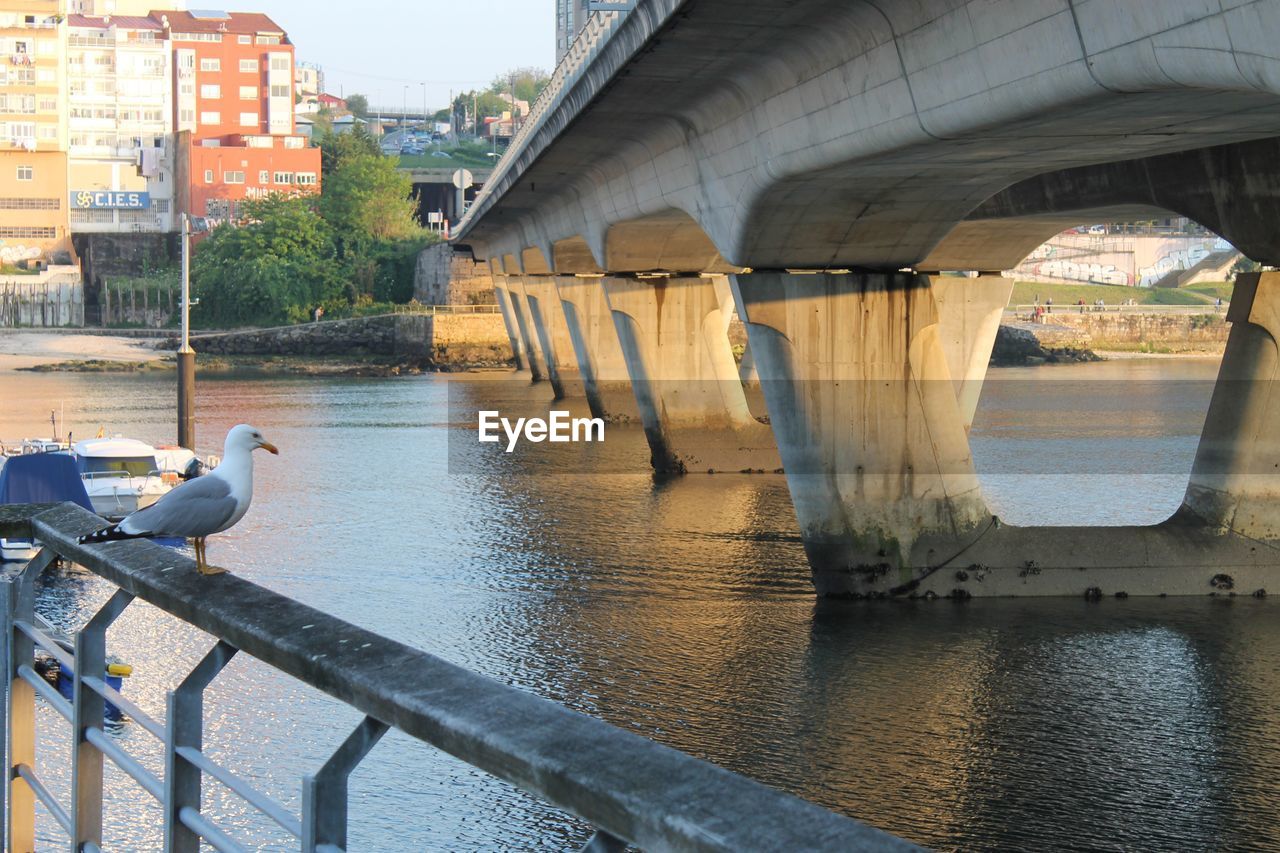 Seagull perching on railing by bridge over river in city