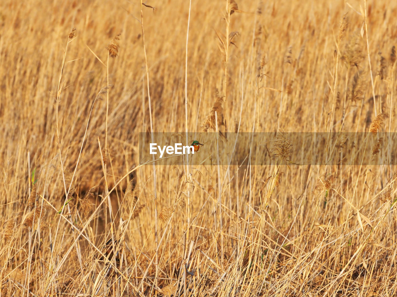 VIEW OF A FIELD