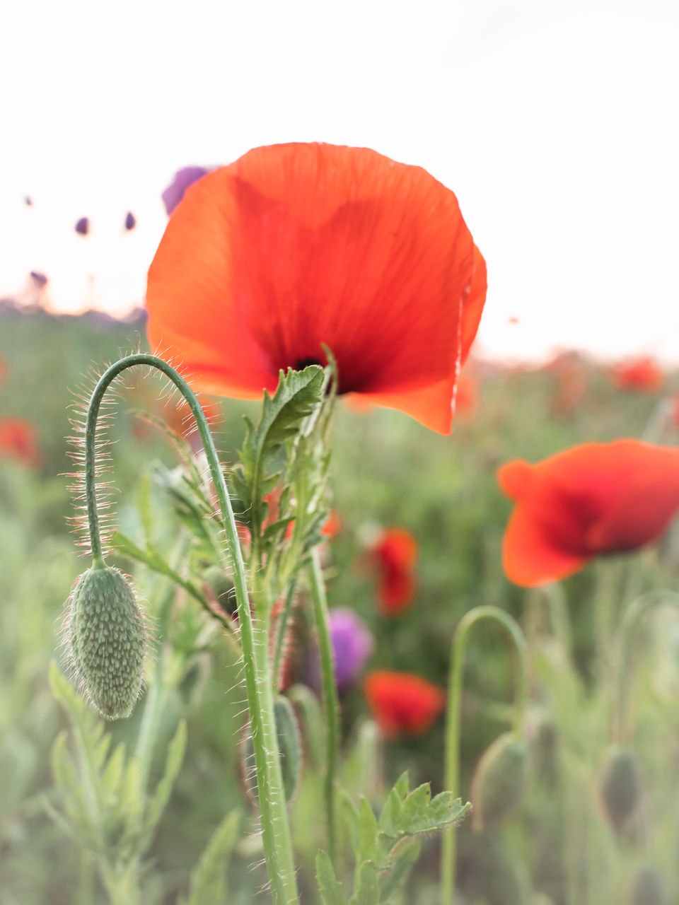 plant, flower, flowering plant, poppy, beauty in nature, freshness, nature, growth, red, field, close-up, flower head, fragility, petal, inflorescence, no people, landscape, sky, land, selective focus, meadow, focus on foreground, environment, outdoors, springtime, plant stem, botany, blossom, agriculture, day, grass, rural scene, wildflower, food, prairie, summer, green