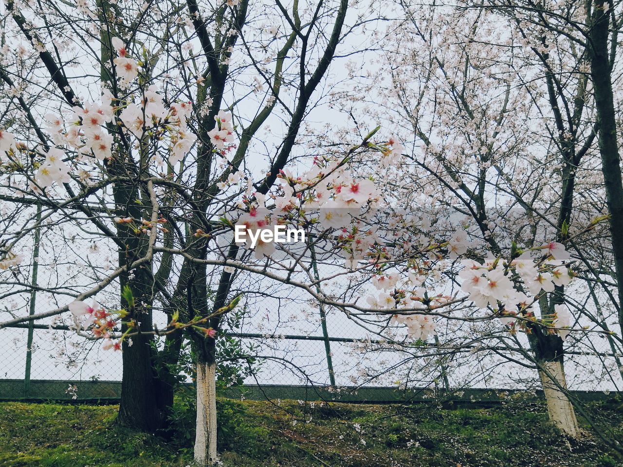 VIEW OF CHERRY BLOSSOM TREE IN AUTUMN