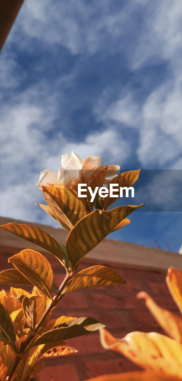 CLOSE-UP OF FLOWERING PLANT AGAINST SKY