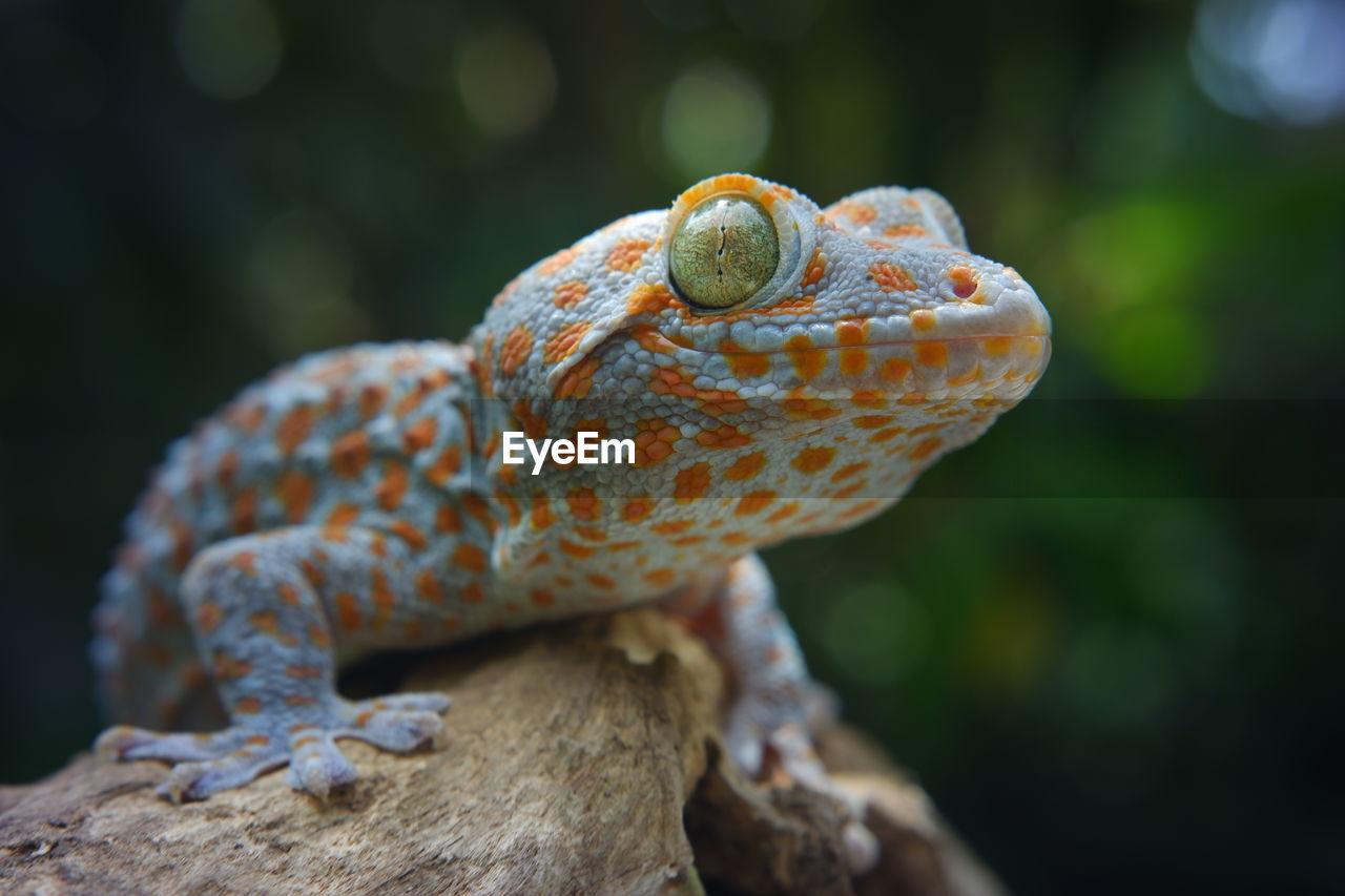 close-up of iguana