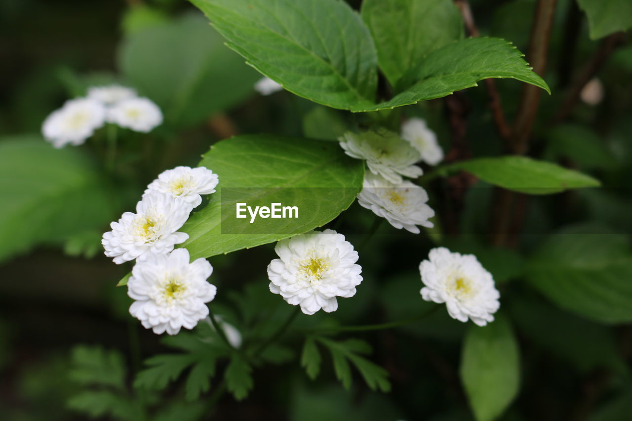 CLOSE-UP OF FRESH WHITE FLOWERS BLOOMING IN GARDEN