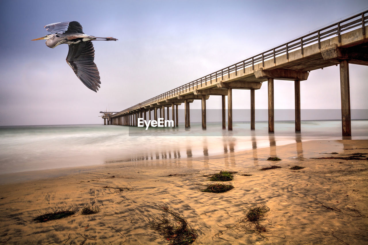 Great blue heron over an overcast cloudy day over scripps pier beach in la jolla