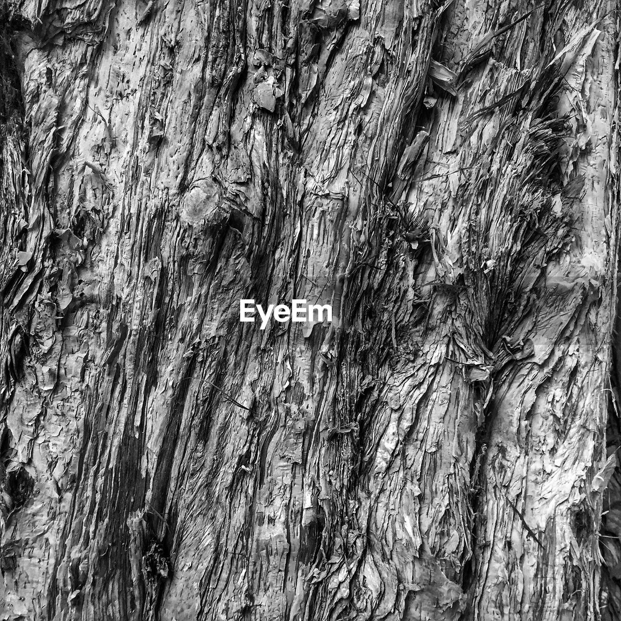 LOW ANGLE VIEW OF TREES IN FOREST